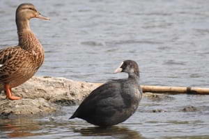 Fotja juvenil amb un ànec collverd. Autor: X. Larruy