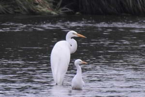 Agró blanc amb un esplugabous. Autor: X. Larruy
