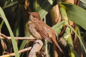 Rossinyol vist a Santa Coloma. Autor: Xavier Larruy