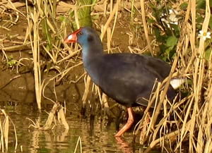 Polla blava a la desembocadura. Autor: Xavier Larruy