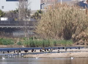 Corbs marins a Sant Adrià. Autor: Xavier Larruy