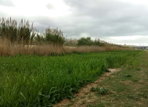 Canyís a l'abril. Autor: Parc Fluvial del Besòs