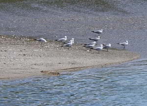 Gavines corses a la desembocadura. Autor: X. Larruy