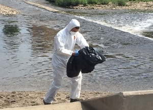 Retirada d’un ocell aquàtic el 2017. Autor: Parc Fluvial