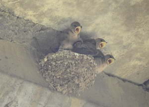 Tres polls de roquerol. Autor: Xavier Larruy