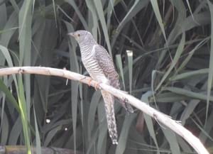 Cucut a Santa Coloma de Gramenet. Autor: Xavier Larruy