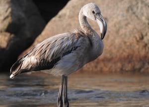 Flamenc jove vist a la desembocadura. Autor: Xavier Larruy