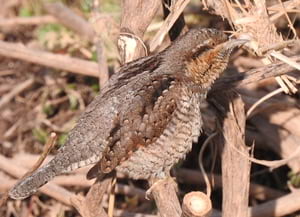 Colltort anellat l'octubre passat. Autor: Xavier Larruy