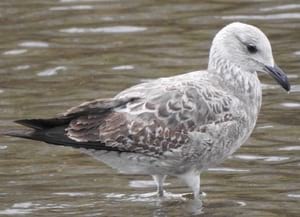 Gavià fosc, vist a Sant Adrià. Autor: Xavier Larruy