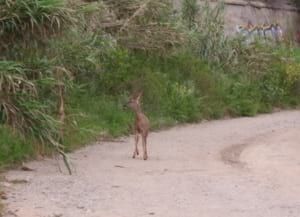 Cabirol al Parc Fluvial. Autor: Xavier Larruy
