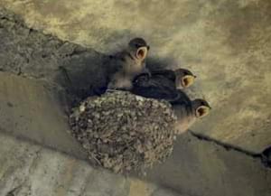 Polls de roquerol. Autor: Xavier Larruy