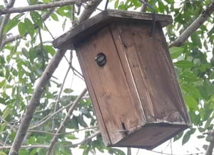 Caixa niu construïda per alumnes de l'Institut Escola<br />La Mina. Autors: Xavier Larruy i Javier Oliver