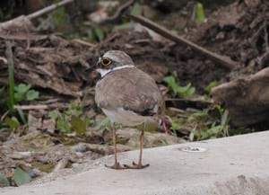 Corriol petit. Autor: Xavier Larruy