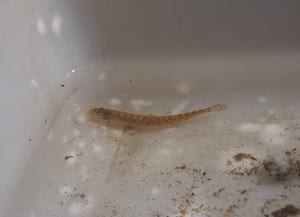 Exemplar de llopet de riu. Autor: Xavier Larruy