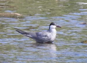 Fumarell carablanc a Sant Adrià. Autor: Xavier Larruy