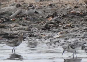 Corriol gros (dalt), territ variant (esquerra) i territ<br />tresdits (dreta). Autora: Pat Gallart