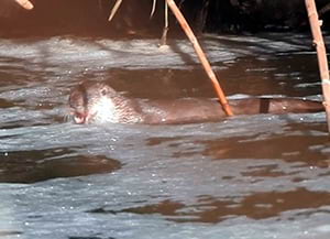 La llúdriga, captada al riu Besòs.<br />Autor: Xavier Larruy