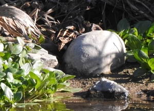 Becadell sord tractant de passar desapercebut<br />al tram dels canyissars. Autor: Xavier Larruy