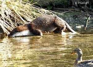 Llúdriga observada al Parc Fluvial. Autora: Pat Gallart