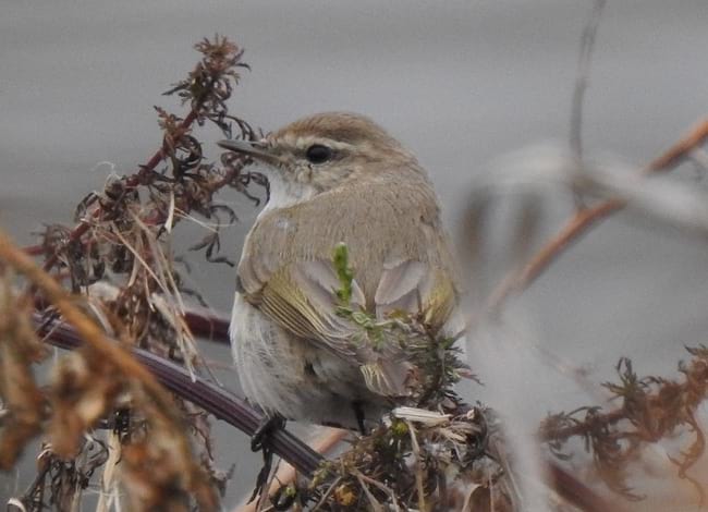Mosquiter comú siberià vist a Santa Coloma<br />de Gramenet. Autor: Xavier Larruy