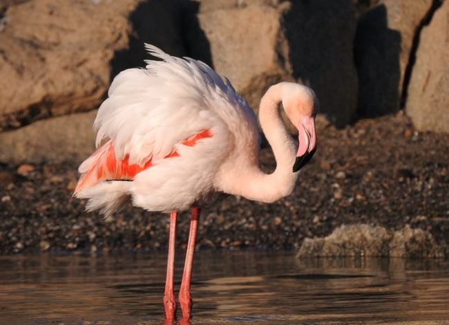 Flamenc vist a la desembocadura.<br />Autor: Xavier Larruy