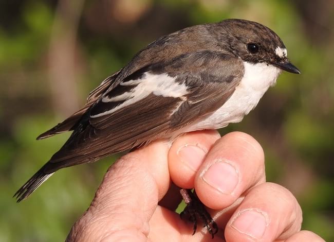 Mastegatatxes capturat per al seu anellament.<br />Autor: Xavier Larruy