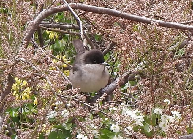 Tallarol emmascarat a la desembocadura.<br />Autor: Xavier Larruy