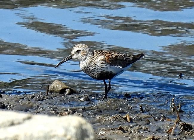 Territ variant (Calidris alpina) vist a la desembocadura. Autora: Pat Gallart