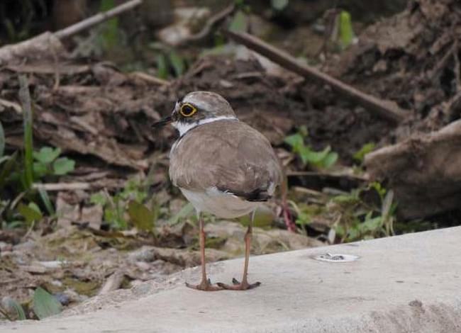 Exemplar de corriol petit.<br />Autor: Xavier Larruy