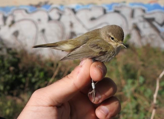 Mosquiter comú amb anella alemanya. Autor: Xavier Larruy