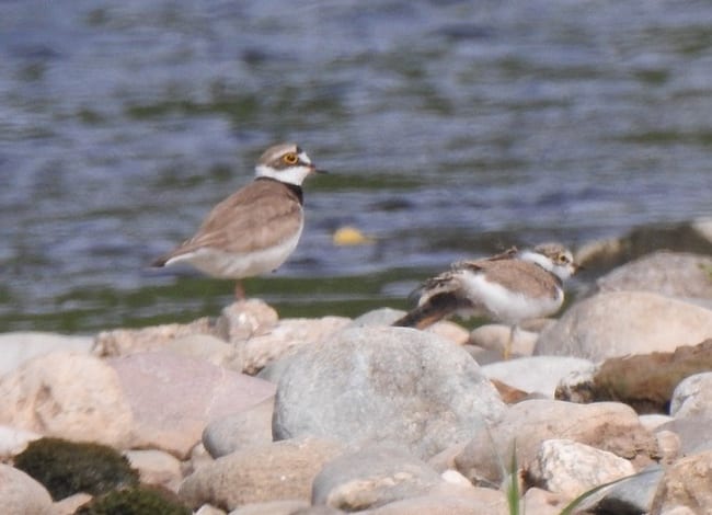 Adult i poll força crescut de corriol petit. Autor: Xavier Larruy