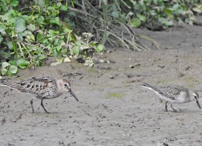 Territ variant (esquerra) i territ de Temminck (dreta) observats a Sant Adrià. Autor: Xavier Larruy