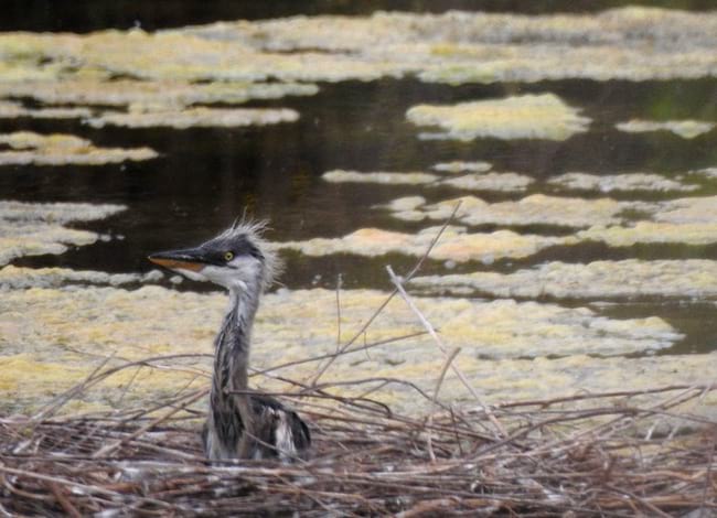 Un exemplar de bernat pescaire nascut a la conca del Besòs. Autor: Observatori Rivus