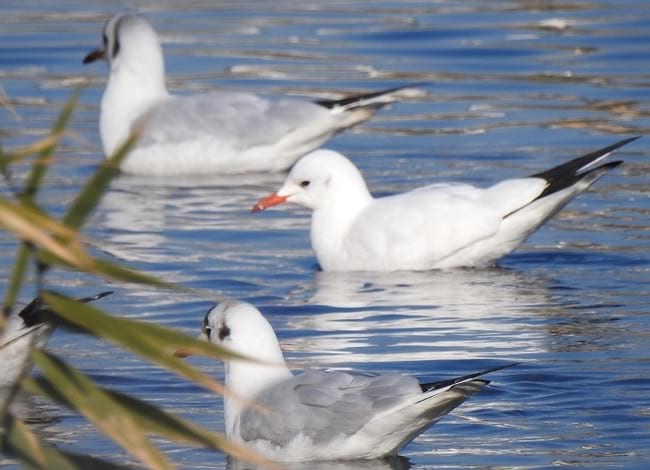 Gavina vulgar leucística, amb la major part del plomatge blanc. Autor: Xavier Larruy
