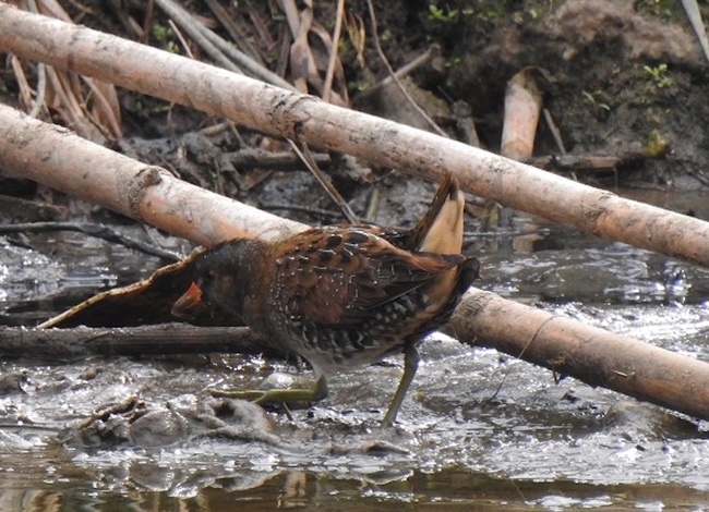 La polla pintada vista a Montcada i Reixac. Autor: Xavier Larruy