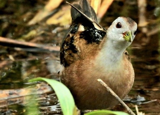 Exemplar de rascletó ('Porzana parva') vist entre el 24 i el 29 de març. Autora: Pat Gallart