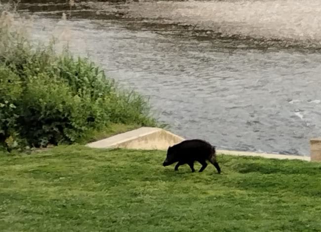 Un senglar vist a la zona d'ús públic del Parc Fluvial. Autor: Parc Fluvial del Besòs