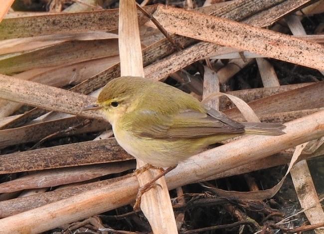 Mosquiter ibèric vist a la desembocadura. Autor: Xavier Larruy