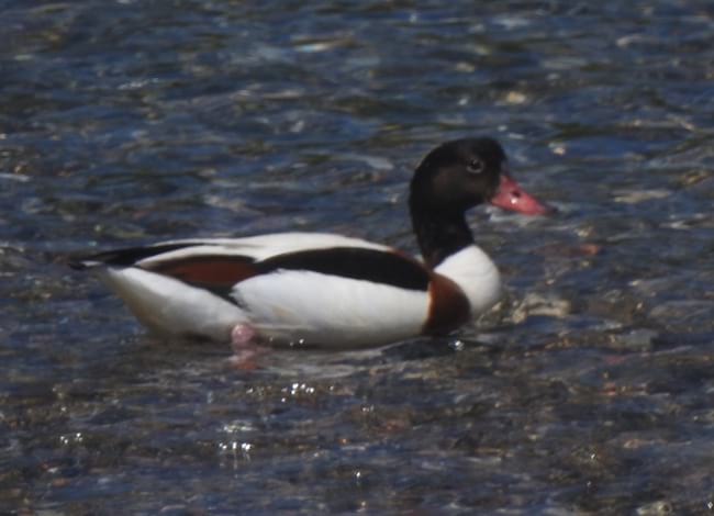 Ànec blanc observat a la desembocadura. Autor: Xavier Larruy