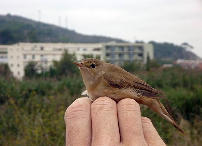 Exemplar de boscarla de canyar ('Acrocephalus scirpaceus'). Autor: XPN