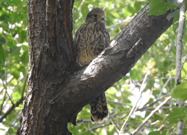 Juvenil de xoriguer comú nascut al pont del Molinet. Autor: Xavier Larruy