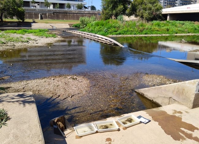 Tractament larvari anterior fet al Parc. Autor: Parc Fluvial del Besòs