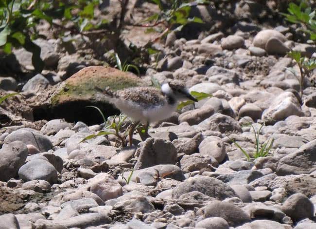 Poll de corriol petit a Sant Adrià de Besòs. Autor: Xavier Larruy