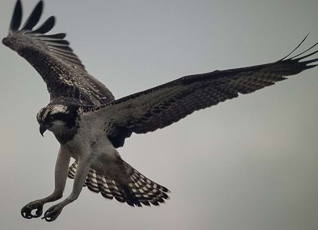 Àguila pescadora observada a Sant Adrià de Besòs. Autor: Diego Salido