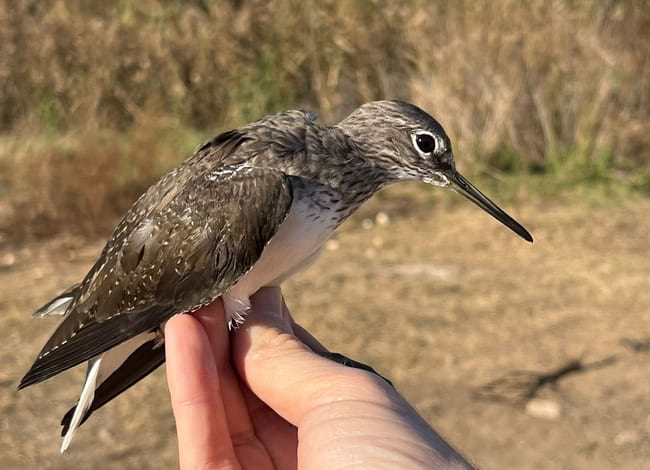 Exemplar de xivita (<i>Tringa ochropus</i>) anellat durant l'activitat. Autor: Parc Fluvial