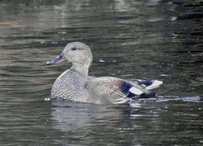 Exemplar d'ànec griset (<i>Mareca strepera</i>). Autor: Xavier Larruy