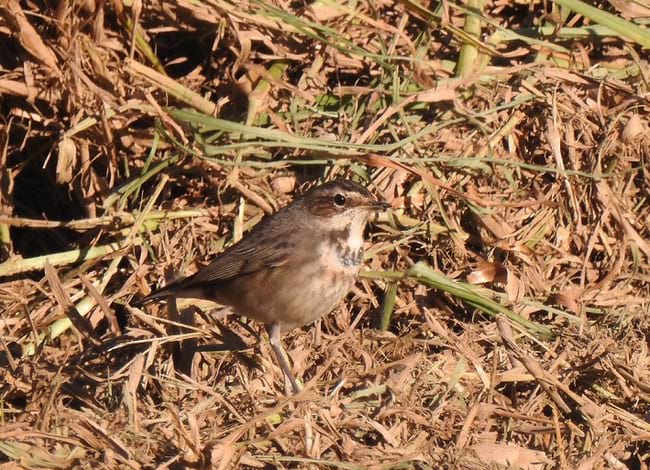 Exemplar de cotxa blava femella. Autor: Xavier Larruy