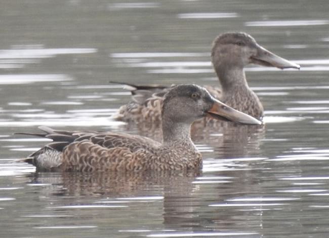 Una parella d'ànecs cullerots vistos a Sant Adrià de Besòs, al Parc Fluvial del Besòs. Autor: Xavier Larruy
