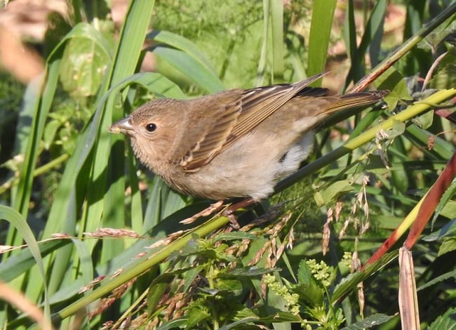 Exemplar de pinsà carminat (<i>Carpodacus erythrinus</i>) juvenil. Autor: Xavier Larruy
