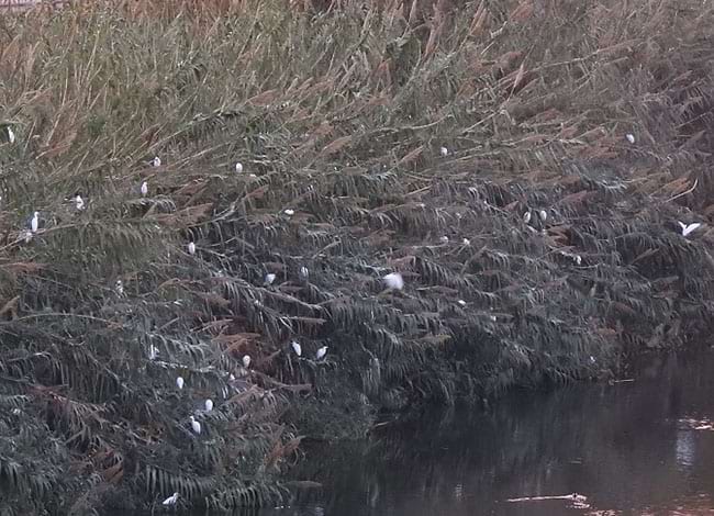 Joca d’esplugabous i martinets blancs a Sant Adrià de Besòs. Autor: Xavier Larruy